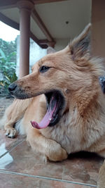 Close-up of a dog yawning