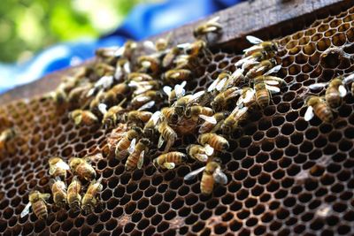 Close-up of bee on sea