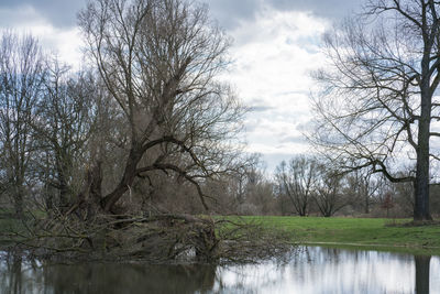 Bare trees by lake against sky