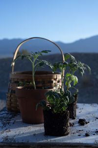Table top view of gardening or potting bench with young tomato plants, clay pot, garden basket