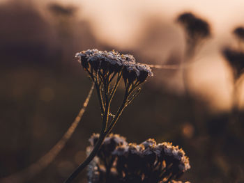 Morning droplets on the flower. 