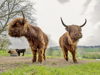 Young brown scottish highland cattle on a pasture