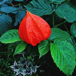 Close-up of red leaves