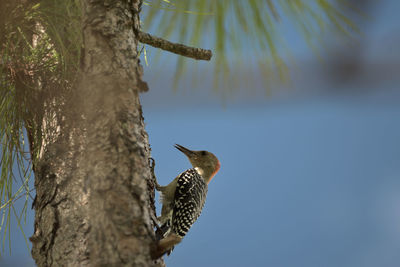 Low angle view of bird perching on tree against sky