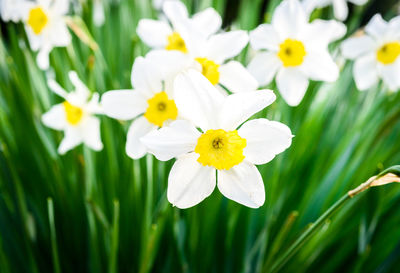 Close-up of white daffodil