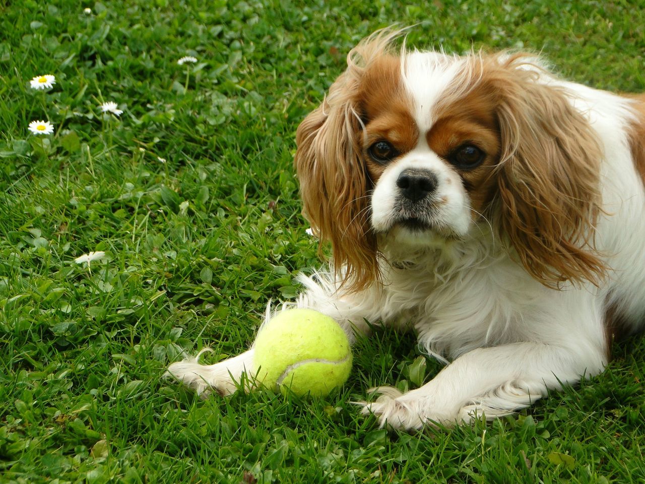 domestic animals, grass, pets, animal themes, dog, one animal, mammal, grassy, field, green color, close-up, relaxation, animal head, animal hair, white color, no people, day, portrait, outdoors, looking at camera