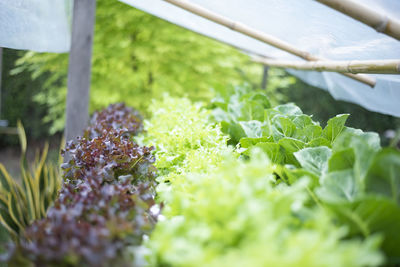 Close-up of plants