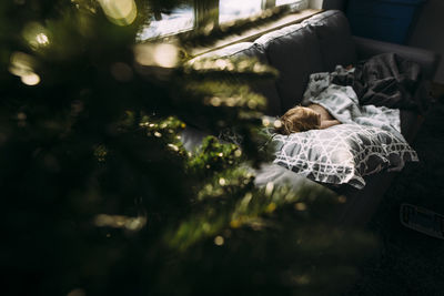 High angle view of boy sleeping on sofa at home