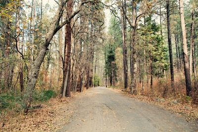 Road amidst trees in forest