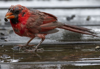 A wet northern cardinal on a wet deck