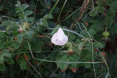 Close-up of flowers blooming outdoors