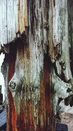 Close-up of wooden tree trunk