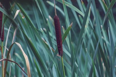 Close-up of a lizard on grass