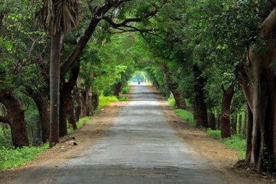 Road amidst trees in forest