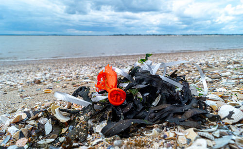 Red flower on shore at beach against sky