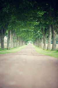 Empty road along trees