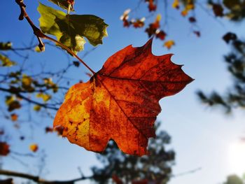 Low angle view of maple leaf against sky