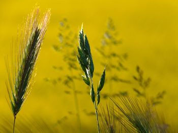 Close-up of wheat growing on field