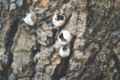 Close-up of lizard on tree trunk