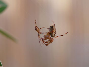 Close-up of spider on web