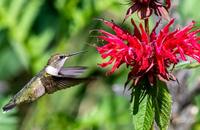 Close-up of hummingbird feeding on red bee balm 