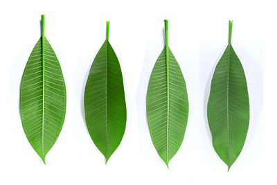 Close-up of green leaves against white background