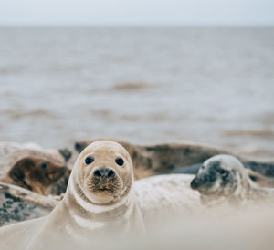 Close-up portrait of seal on beach