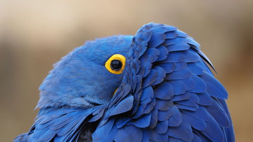 Close-up of blue parrot