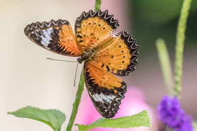 Close-up of butterfly pollinating on flower