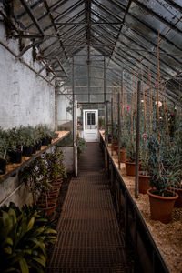 View of potted plants in greenhouse