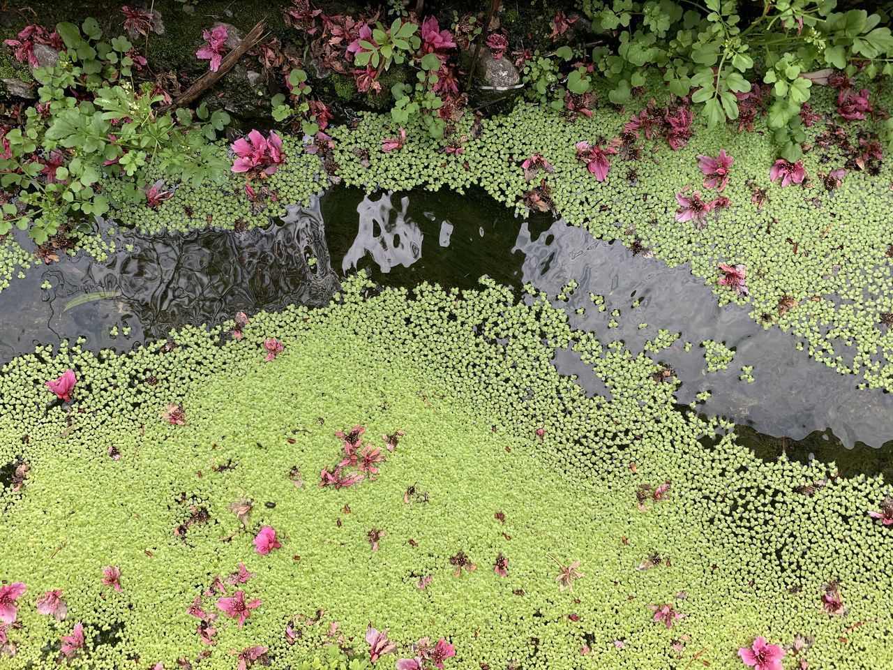 HIGH ANGLE VIEW OF PINK FLOWERING PLANTS IN WATER