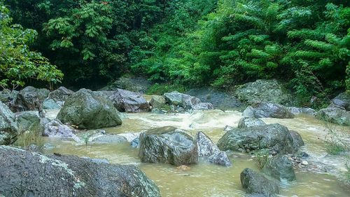 Stream flowing through rocks in forest