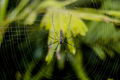 Close-up of spider on web