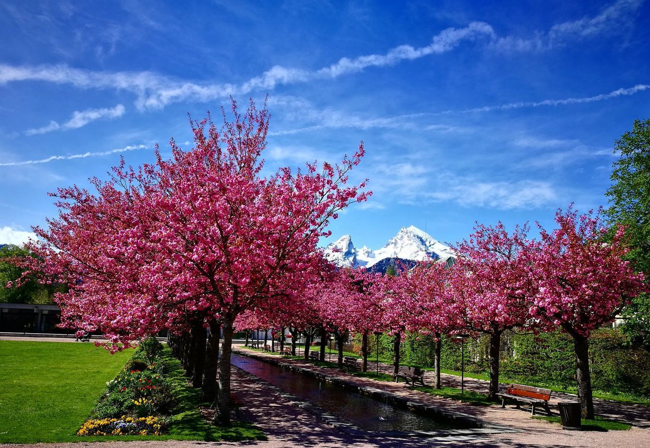 PINK CHERRY BLOSSOMS IN SPRING