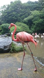 Bird standing by pink lake against trees