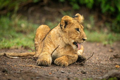 Close-up of lion cub lying on earth