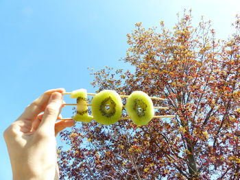 Cropped image of hand holding kiwi slices in skewer against tree