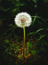 Close-up of white dandelion flower