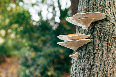 Close-up of mushroom growing on tree trunk