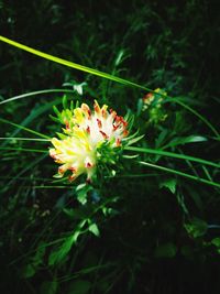 Close-up of flowering plant