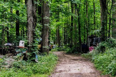 Footpath amidst trees in forest