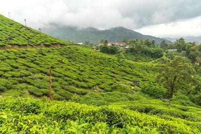 Scenic view of green landscape against sky