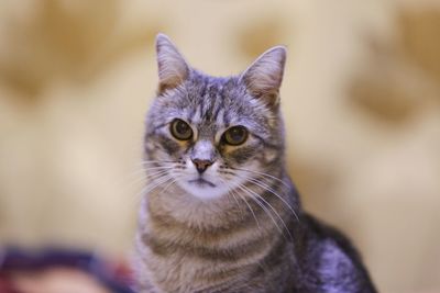 Close-up portrait of tabby cat