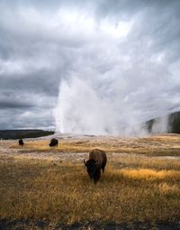 American bison grazing on field against old faithful geyser at yellowstone national park