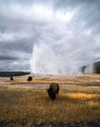 American bison grazing on field against old faithful geyser at yellowstone national park
