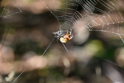 Orb weaver spider crawling out from the center of a spider web.