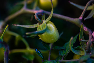 Tomato vegetable growing in outdoor garden