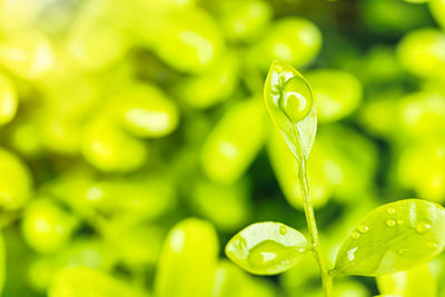 Close-up of water drops on plant