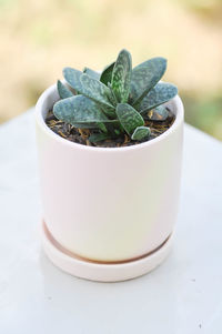 Close-up of potted plant on table