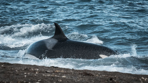 Close-up of whale swimming in sea